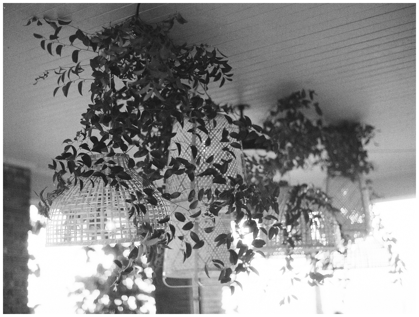 black and white photo of greenery hanging from whicker lights, del mar surf station, farmhouse table, budvases ,outdoor reception, medium sized centerpieces, romantic weddings, daisies, toffee roses, berries, cream flowers, white flowers, hydrangeas, majolica roses, explosion grass, outdoor wedding, covid wedding, san diego wedding florist, southern california elopement florist, socal florist, best wedding florist san diego ca, best wedding florist southern california, los angeles wedding florist, top rated wedding florist in california, del mar san diego, blush tapered candles, blush table runner, budvases